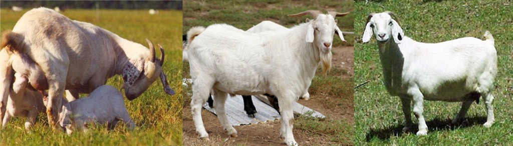 KAMBING JAWA RANDU | HEXAGON FARM